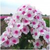 Plamienka Graf Zeppelin - Phlox - voľnokorenené sadenice plamienky - 1 ks