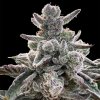 Silent Seeds Semená kanabisu Polar Gelato od Sherbinskis Feminized 3 ks