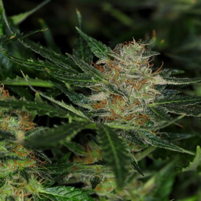 Kannabia Seeds Dream Sherbet Auto semienka neobsahujú THC 25 ks