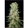 Strain Hunters Damnesia semena neobsahují THC 10 ks