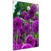 Vertikálny foto obraz akryl do obývačky Kvety cesnaku 50x100 cm
