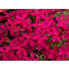 Flox šidlolistý Ochsenblut - Phlox subulata, kont. 0,5 l