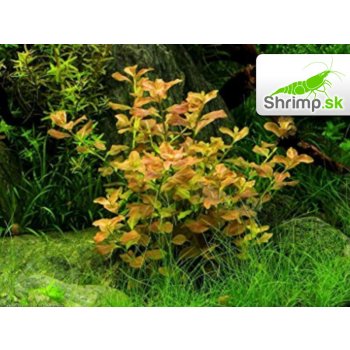 Ludwigia repens Rubin