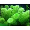 Limnophila aquatica (Košíčková tuzemsko Ø 4,5 cm)
