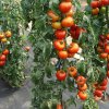 Paradajka Štart S F1 - Solanum lycopersicum - semená paradajky - 10 ks