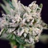 Atlas Seed - GMO Bomb Fast 5 ks - Semená neobsahujú THC