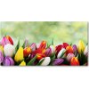 Foto obraz akrylový na stenu Farebné tulipány 100x50 cm