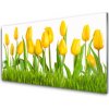 Obraz na skle Tulipány 100x50 cm