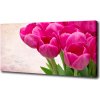 Moderný obraz canvas na ráme Ružové tulipány 100x50 cm