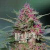 Blimburn Seeds Feminizované semená kanabisu Pink Rozay 25 pcs