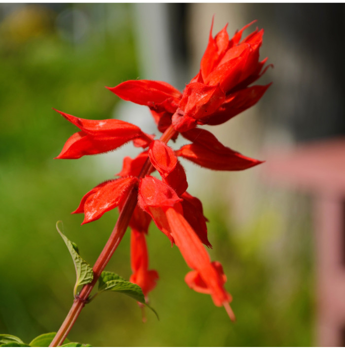 Šalvia šarlátová Lady in Red - Salvia coccinea - semená šalvie - 10 ks