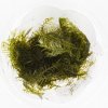 Phoenix moss - Fissidens fontanus