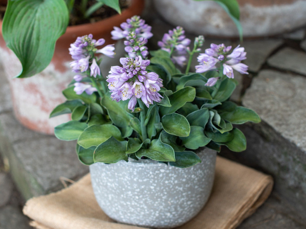 Hosta Blue Mouse Ears, kont. 1 l