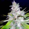 Ministry of Cannabis Northern Lights MOC semena neobsahují THC 2 ks