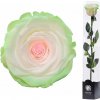 Darčeková stabilizovaná ruža - zeleno-biela