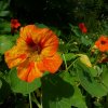 BIO kapucínka Nasturtium - Tropaeolum majus odor. - bio semená kapucínka - 10 ks