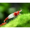 Toprybičky Neocaridina davidi var. Rili