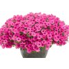 Petúnia Supertunia Vista Mini Vista Hot Pink, kont. 0,5 l