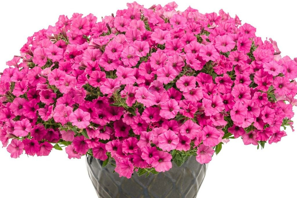 Petúnia Supertunia Vista Mini Vista Hot Pink, kont. 0,5 l