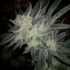 Expert Seeds - Gorilla x White Widow 15 ks - Semená neobsahujú THC