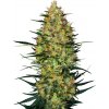 Sensi Seeds Caramellow Kush Automatic neobsahuje THC 3 ks