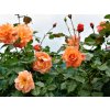 Ruža popínavá Orange Climber, výška 50-60 cm, kvetináč 17 cm