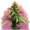 Nirvana Lemon OG Haze semena neobsahují THC 3 ks