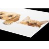 DIMEX | Plexisklo za kuchynskú linku PGT-08060-175 | 80 x 60 cm Mačky a psy + Plexisklo za kuchynskú linku DIMEX v rozmere 80 x 60 cm, Mačky a psy + Lepidlo zadarmo