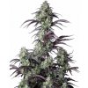 Fastbuds - Mimosa Cake Auto 5 ks - Semená neobsahujú THC