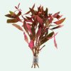 Ludwigia glandulosa