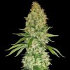B-S-B Genetics - Zkittlez 1 ks - Semienka neobsahujú THC