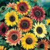 Semená slnečnice okrasnej (Helianthus Annuus) MIX ODRÔD A FARIEB 1000 g