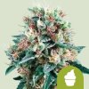 Royal Queen Seeds Semená konope Royal Creamatic Auto 1 ks