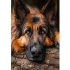 NORIMPEX Diamantové malování Odpočívající německý ovčák 30x40cm
