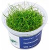 Eleocharis pusilla - InVitro