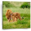 Sablio Obraz Lev a levica - 50x50 cm