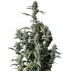 Fastbuds - Gorilla Zkittlez Auto 10 ks - Semená neobsahujú THC