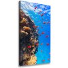 Vertikálny foto obraz na plátne Koralový útes 50x100 cm