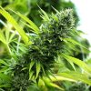 Humboldt Seed Organization - Banana Sapphire 5 ks - semená neobsahujú THC