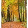 DIMEX fototapeta Jesenný les MS-3-0099 - 225 x 250 cm (150g VLIES - LEPIDLO ZADARMO)