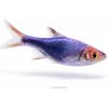 Aquascaperi Razbora Purple Harlequin - Rasbora / heteromorpha Purple