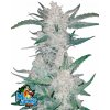 Fast Buds Cannabis Seeds Mexican Airlines Auto 3 ks