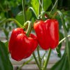 BIO Paprika Quadrato d Asti Rosso - Capsicum annuum - semená papriky - 8 ks