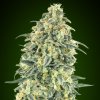 00 Seeds Bank - Auto White Widow XXL 100 ks - semená neobsahujú THC