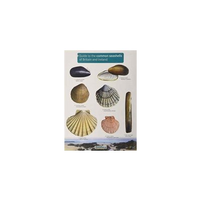 Florida's Seashells: A Beachcomber's Guide: Witherington, Blair