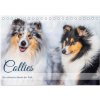 Collies - die schönsten Hunde der Welt (Tischkalender 2024 DIN A5 quer), CALVENDO Monatskalender