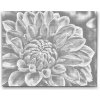 Vymalujsisam.sk Bodkovanie - Červená dahlia Farba: Čierna, Veľkosť: 40x50cm, Rám: Bez rámu, iba zrolované plátno