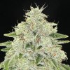 Anesia Seeds - Haze Queen 5 ks - Semienka neobsahujú THC