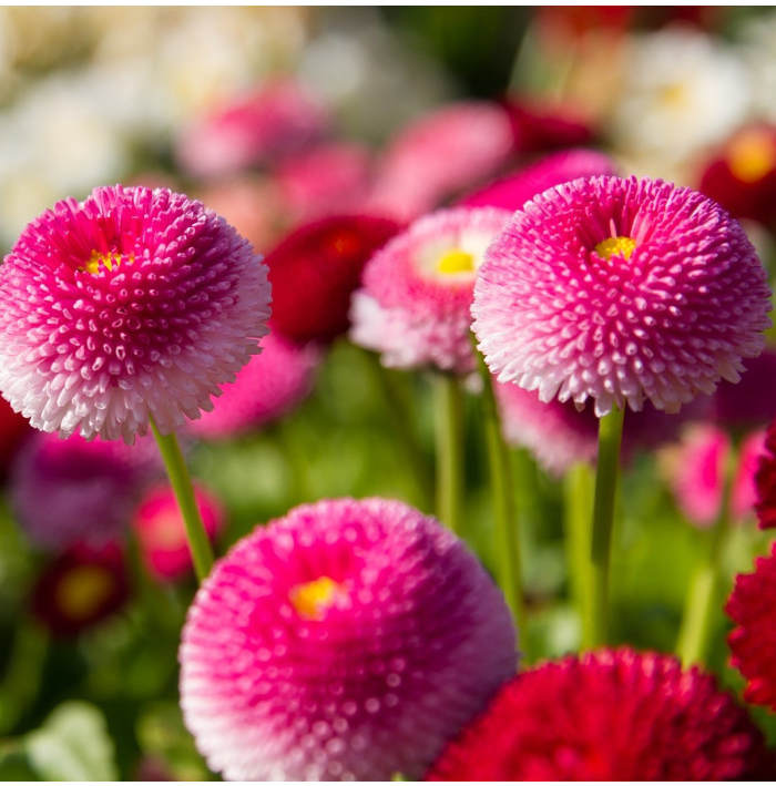 Sedmokráska obyčajná ružová - Bellis perennis - semená sedmokrásky - 0,1 g