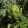 BIO Artyčoka Imperial - Cynara cardunculus - bio semená artičoky - 10 ks